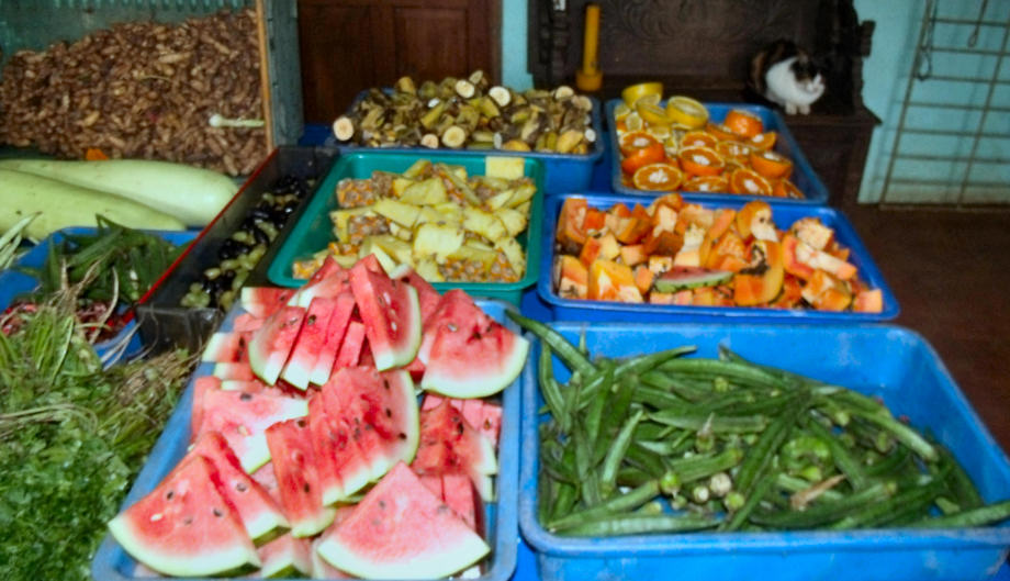 Healthy Diet for Almost all the monkeys