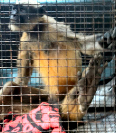 Electricuted Monkey, recovering