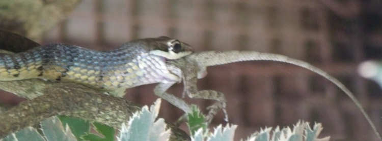 Snake Eating a lizard