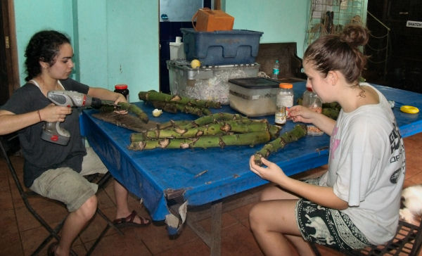 Bella and Zoe creating the sweet Banana Stalks