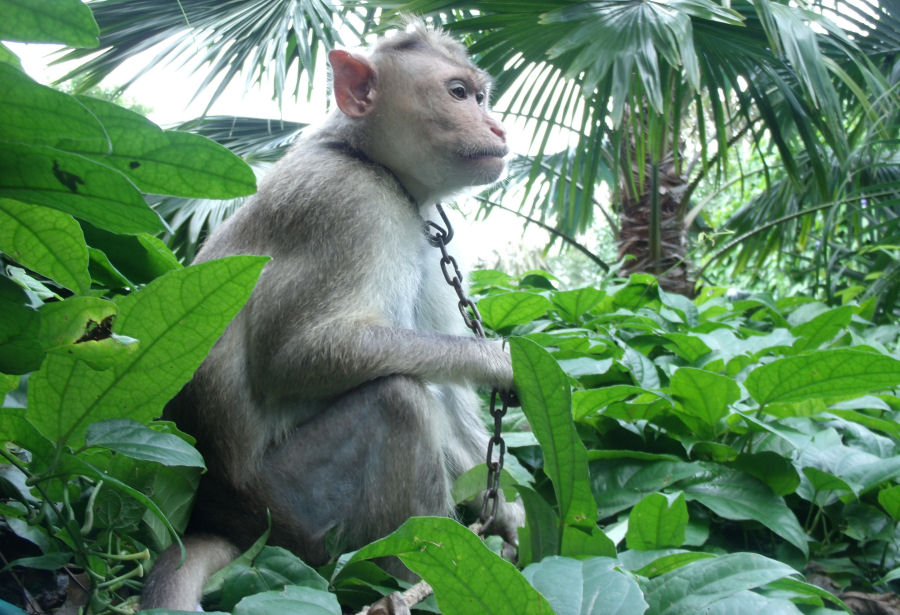 Raj sitting pretty in the trees