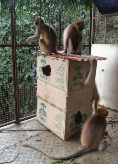 Baby Langurs playing House