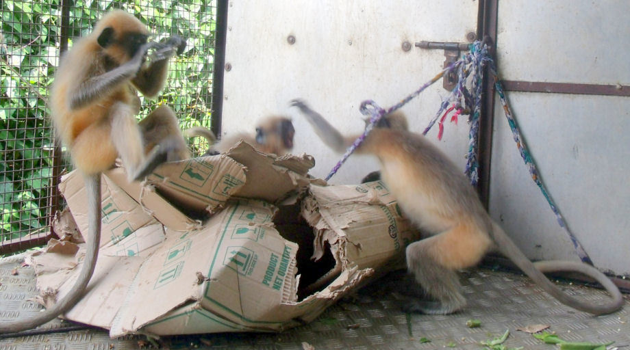 Baby Langurs destroying House