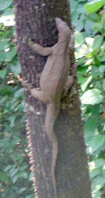 Large Monitor Lizard