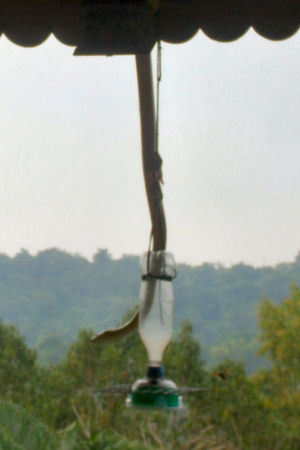 Rat snake dangling on the feeder