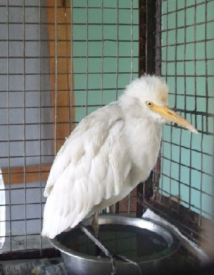 rescued bird