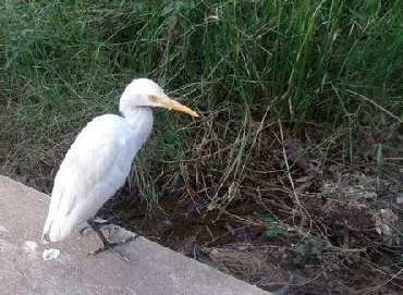 released bird