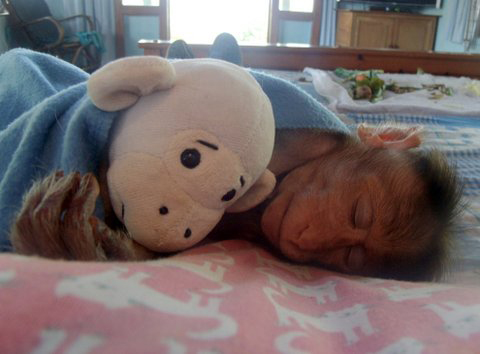Kochi with toy monkey