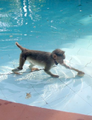 Kochi paddling