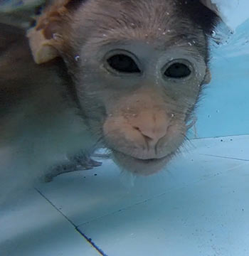 underwater monkey