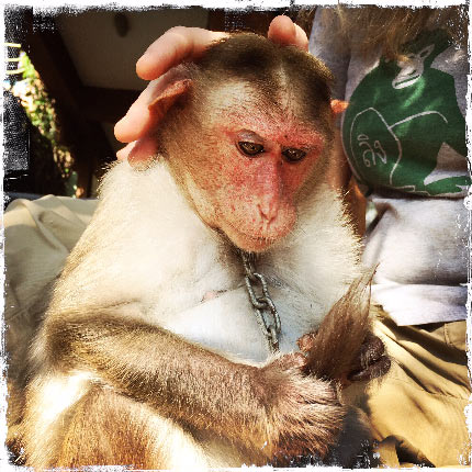 monkey expert