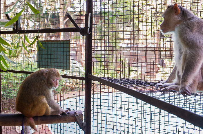 Old married couple of monkeys