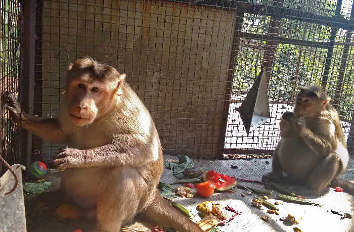 monkey friends