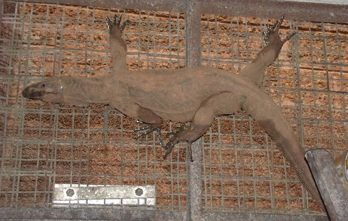 Monitor Lizard