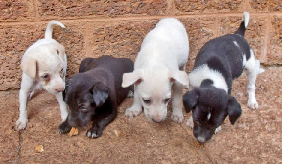 rescued puppies