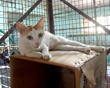 rescued cat