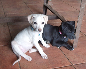 puppies