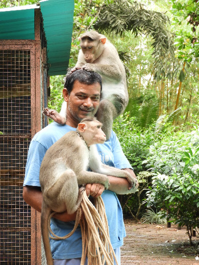 Monkey walking
