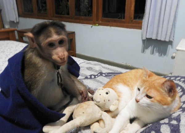 monkey and cat
