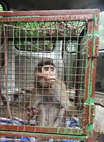sick monkey