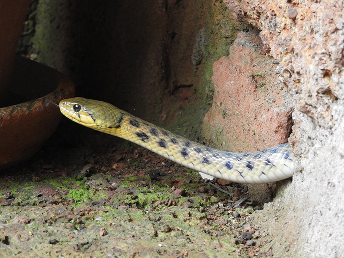 Monitor Lizard
