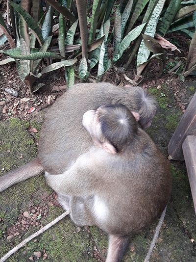 Kochi with toy monkey