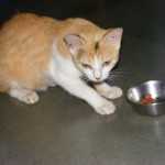 Cinders the Cat