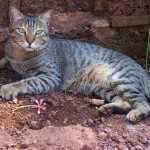 Mango the cat