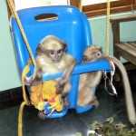Two Baby Monkeys Swinging