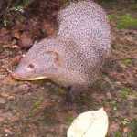 Mowgli the Mongoose hears a snake hiss