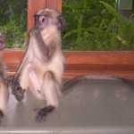 Langur Monkey