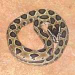 Russle Viper Snake