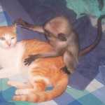Monkey playing with a cat