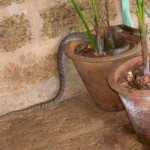 Indian Cobra