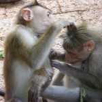 Friendly Monkeys Grooming