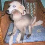 Monkey and Dog together