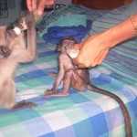 Monkeys Bottle Feeding