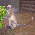 Pixie the monkey