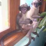 Monkeys Sat on Window