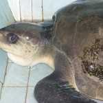 Turtle Rescued, Goa