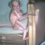 Baby monkey, Phooka