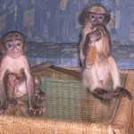 Baby Langurs