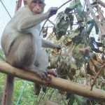 Monkey Shivanee