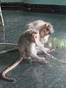 Monkeys Making Friends