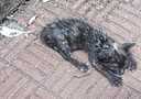 Kitten in Mapusa Market, Goa