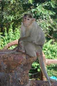 Poor Aaji