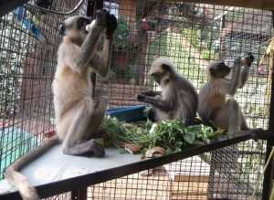 Phooka, Shaylee and Puck Languar Monkeys