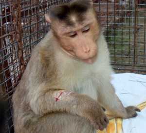 Butch Injured Monkey