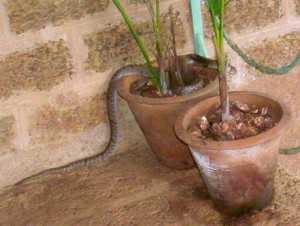 Snakes Near Pot