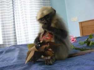 Shaylee, Monkey Feeling Better